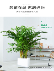 宁波江北植物租摆方案 宁波江北植物租摆方案