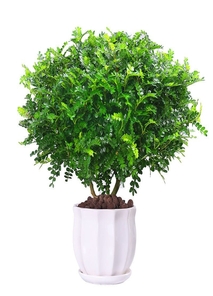 江北绿植租赁价格实惠 江北绿植租赁价格实惠